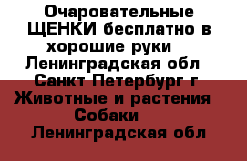 Очаровательные ЩЕНКИ бесплатно в хорошие руки! - Ленинградская обл., Санкт-Петербург г. Животные и растения » Собаки   . Ленинградская обл.